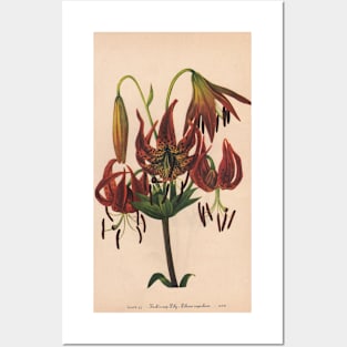 Turk's-cap Lily-Available As Art Prints-Mugs,Cases,Duvets,T Shirts,Stickers,etc Posters and Art